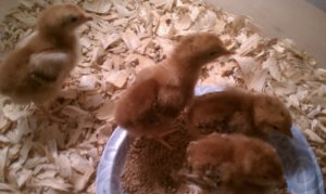 Baby roosters are quite deceptive.  That cute, fluffy cuteness is just badassery waiting to happen. 