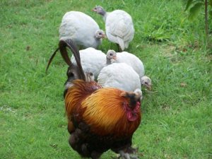 When he wasn't jonesing for bugs, Houdini was mothering his guineas.  They followed him everywhere.