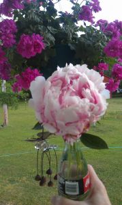 Homegrown Peony in Waterford Vase